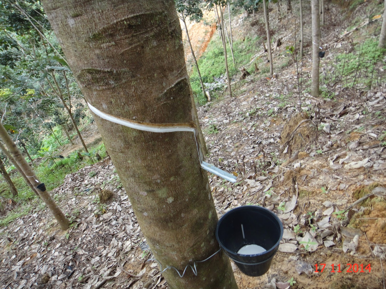 Experimental Farming: Project Rubber Trees.