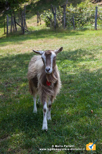 Capretta a Corte di Sotto Capretta a Corte di Sotto