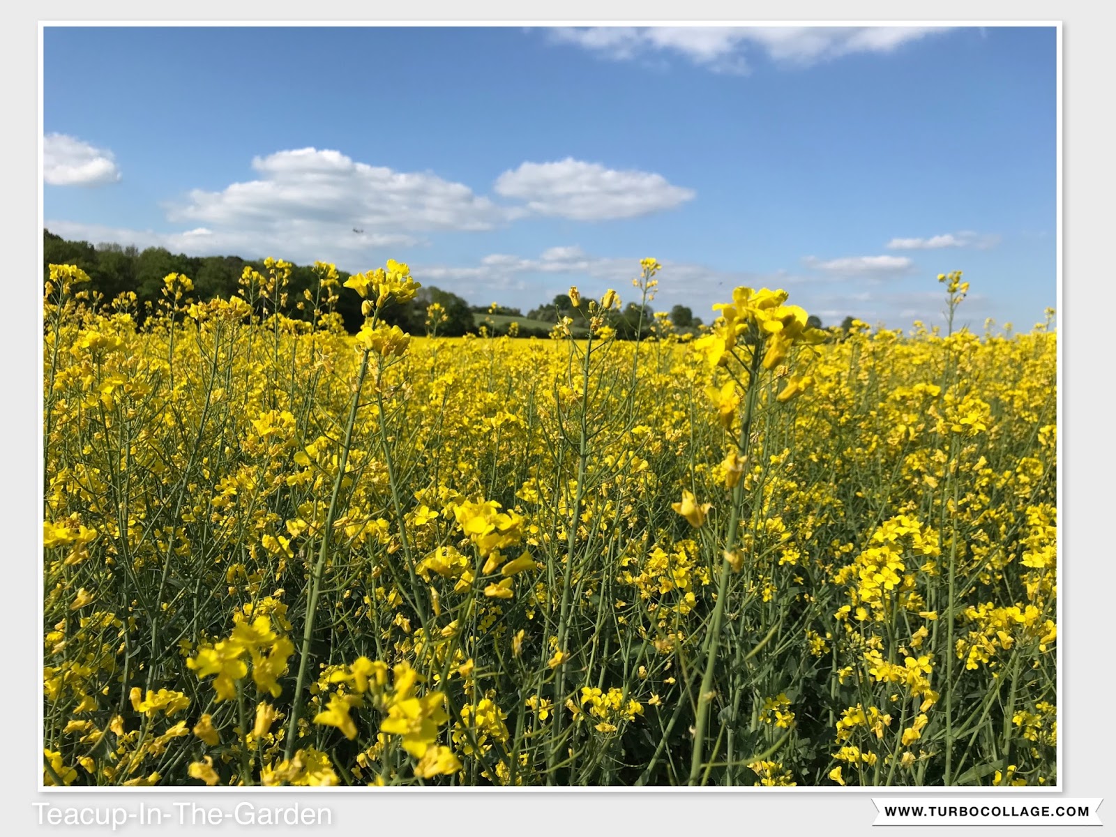 TeacupInTheGarden im mai