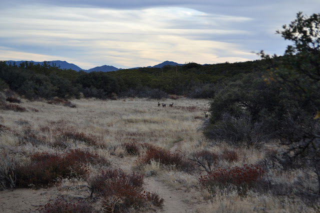 four deer looking up from grazing