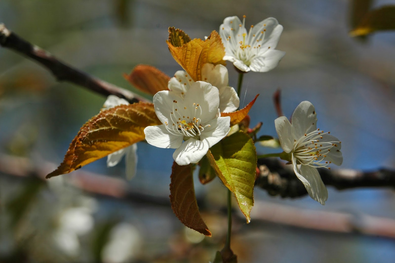 Rushing things. Hawthorn Blossom. Вишня Птичья (Cerasus avium (l.) Moench). Cerasus tomentosum.