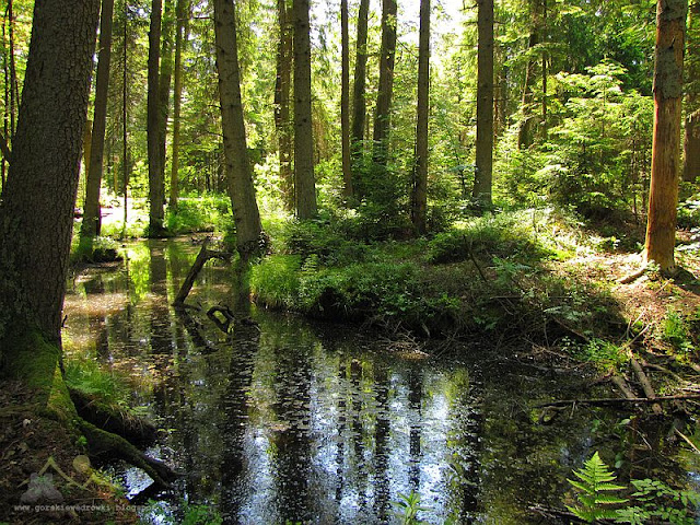 Czarny Staw (Roztoczański Park Narodowy).