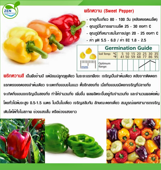 ZEN HYDROPONICS พริกหวานสี (Sweet Pepper)