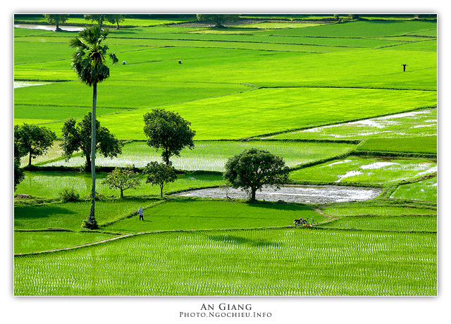 Rice fields in Vietnam 
