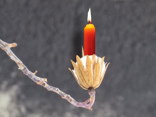 tulip tree seed pod with candle