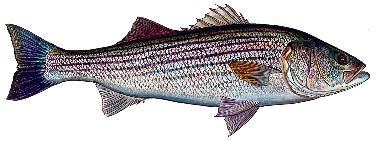 A Multitude Of Fins: Striped Bass: Illustrations & Wildlife Art