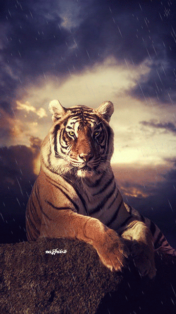 Tiger.gif