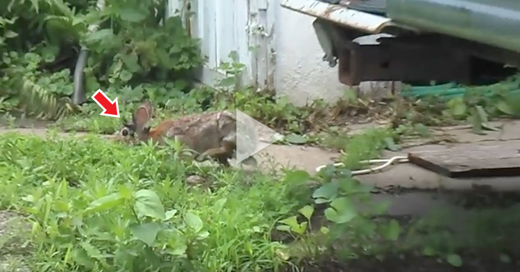 A man spotted a Rabbit with horns growing on its face