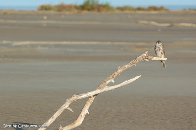 Esmerla (Falco columbarius)