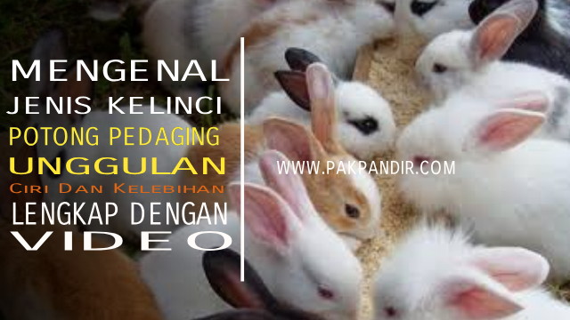 Mengenal Kelinci Pedaging Unggulan Peternak Untuk Kebutuhan Industri