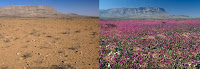 Fuente: https://www.atacamaphoto.com/atacama-desert-in-bloom/#437-atacama-desert-in-bloom-desierto-florido-chile/1687 Septiembre de años diferentes