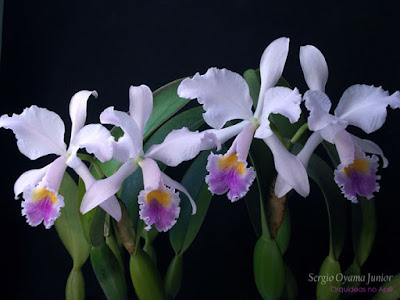 Orquídea Cattleya labiata caerulea