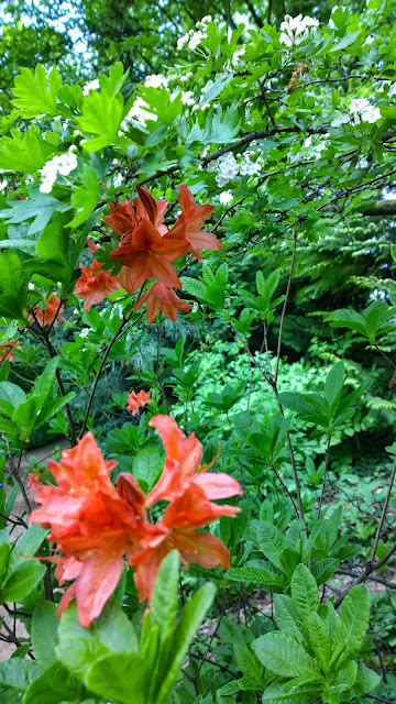 Rhododendren-Blüte Gartentage Schloßpark Dennenlohe (c) by Joachim Wenk Rhododendren-Blüte Gartentage Schloßpark Dennenlohe (c) by Joachim Wenk