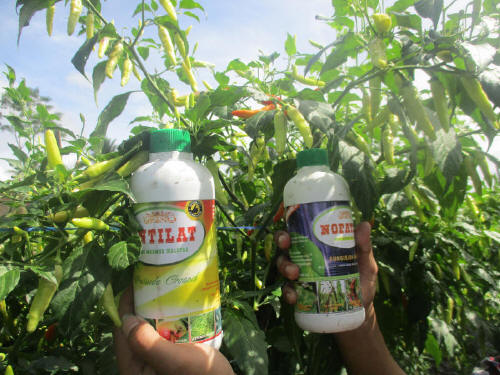 Tanaman sehat dengan modal “obat” yang sederhana dan alami. Tanaman sehat dengan modal “obat” yang sederhana dan alami.
