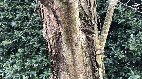 A weak branch union is tree defect that can lead to sudden falling