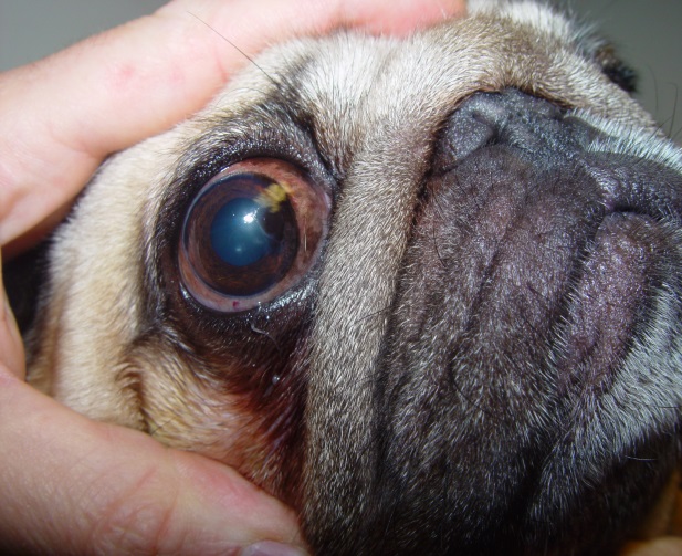 vet science Pug Eye Problem (Case)