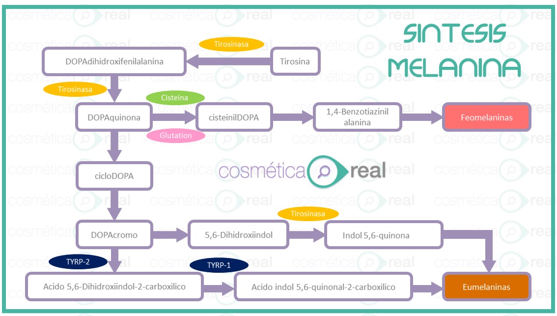 Para crema arañas vasculares retinoide