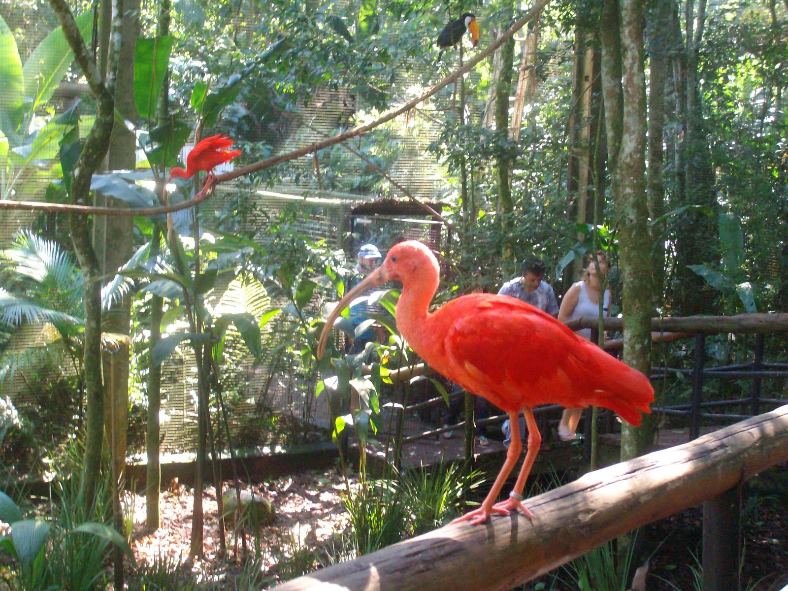 Felizmente Solteira .. Parque das Aves Foz do Iguaçu Brasil