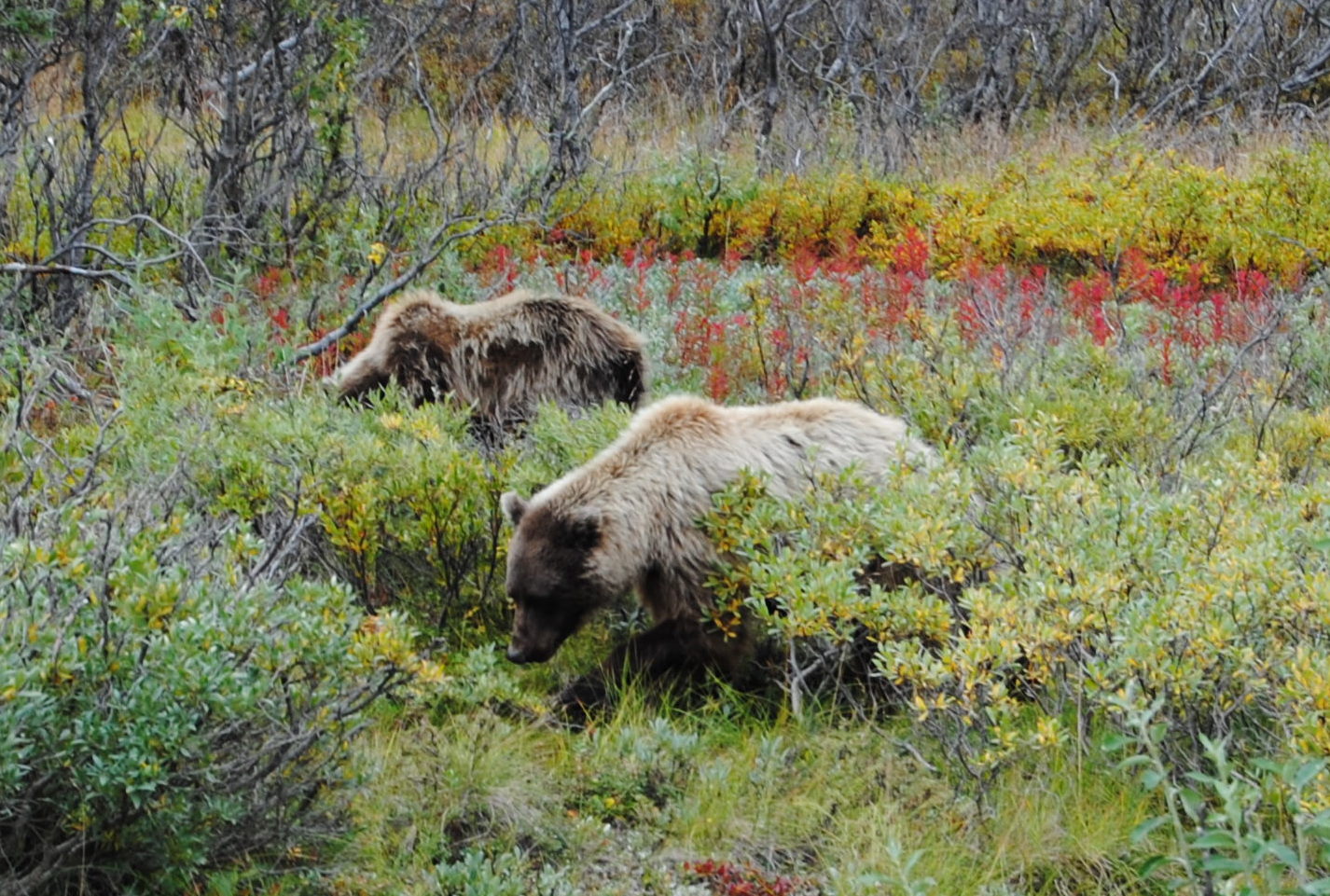 Rincones de Alaska - Foro Coches
