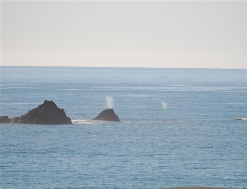 mendonoma-sightings-march-2012