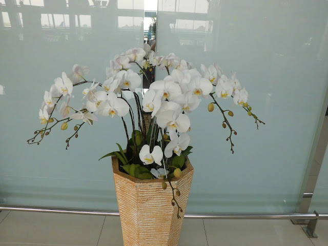 White Moon Orchid (Phalaenopsis amabilis), 