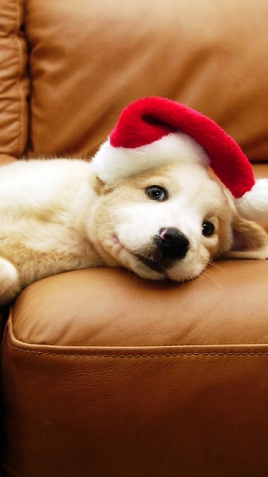 Christmas Puppy  Galaxy Note HD Wallpaper
