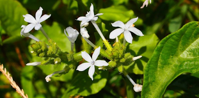  Dipagi yang cerah ini akan saya awali untuk membagikan sebuah tips atau pengetahuan menge Tanaman Obat Pelangsing Herbal