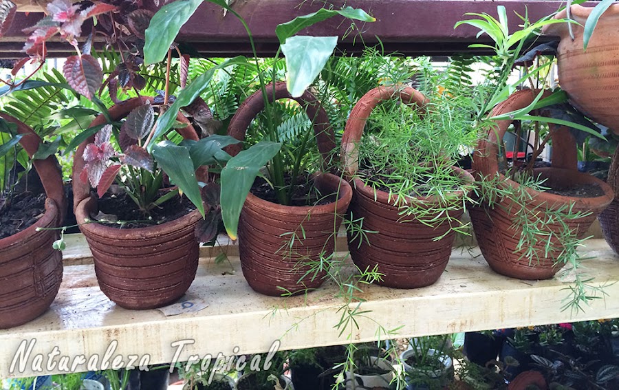 Estante con plantas ornamentales