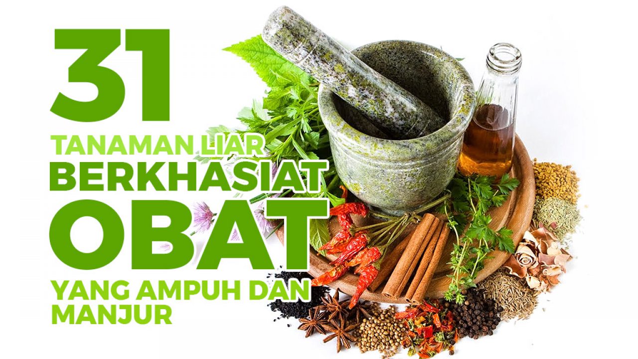 TANAMAN OBAT HERBAL