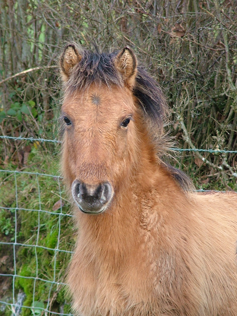 Dartmoor Pony Training Centre Rehoming Blog November 2011