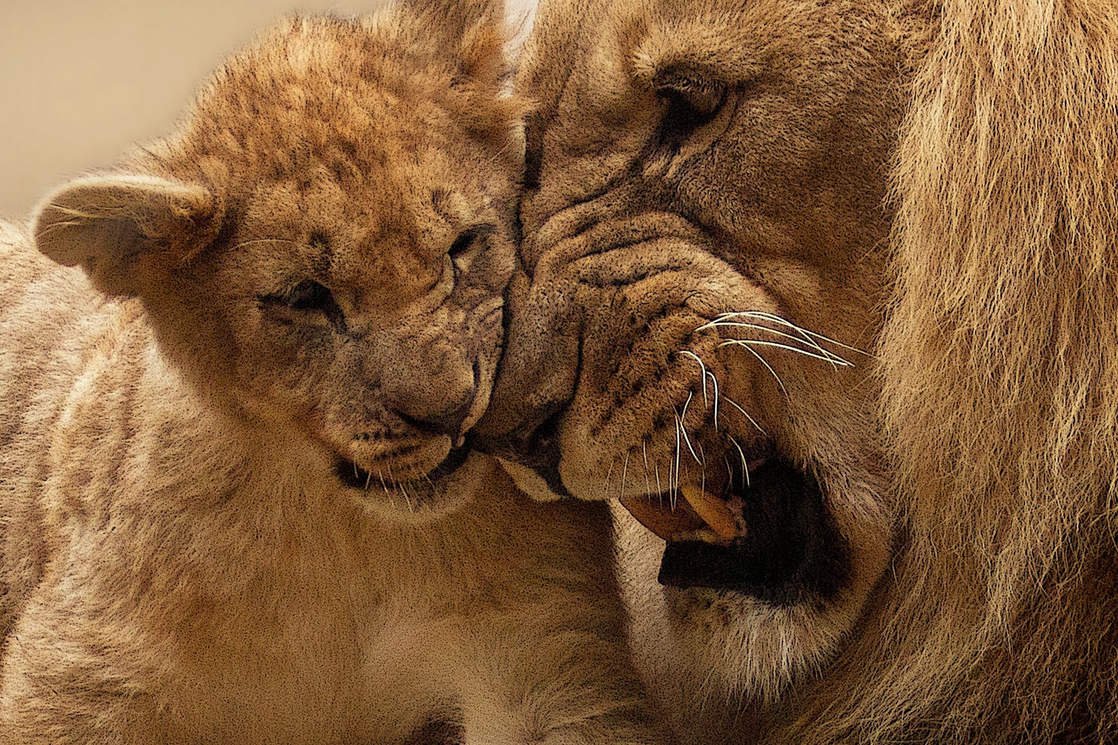 Adult Lion Playing With Lion Cub Adult Lion Playing With Lion Cub