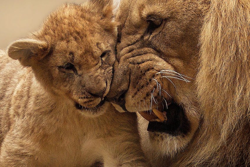 Adult Lion Playing With Lion Cub Adult Lion Playing With Lion Cub