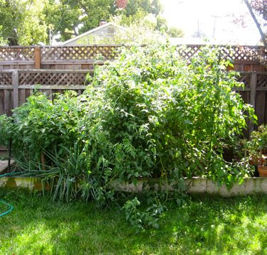 jungle of tomato plants