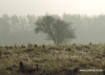 Lone Hawthorn, Hob Moor, York Lone Hawthorn, Hob Moor, York
