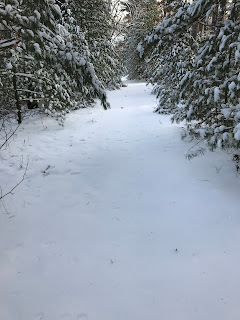 snow in Wisconsin on a trail