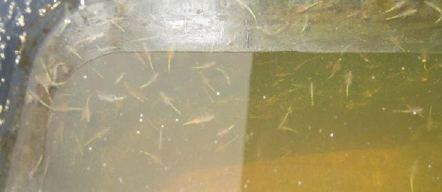 Budidaya Artemia Pakan Alami Burayak Ikan