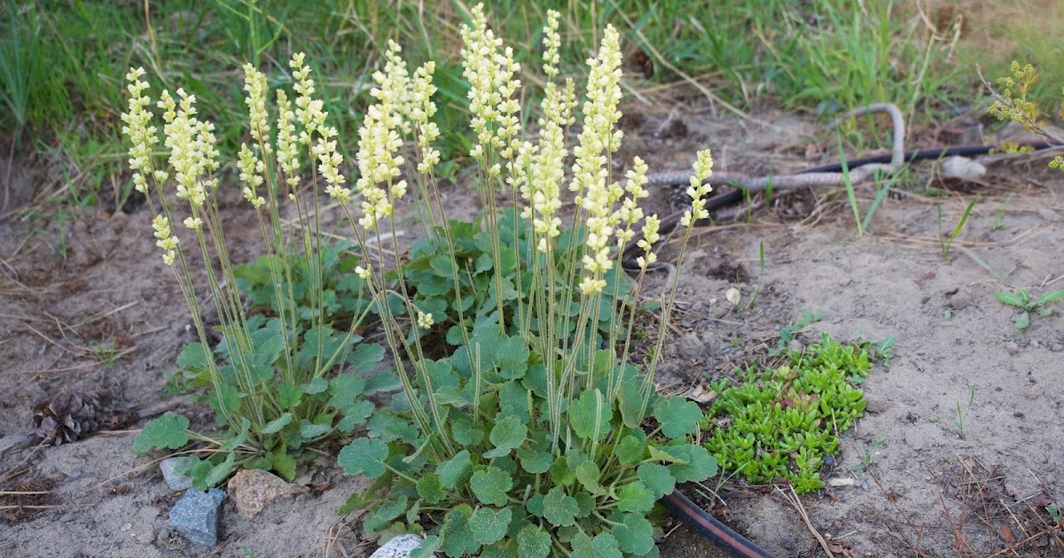 Apples and Asclepias Okanagan Dryland SpringFlowering Perennials