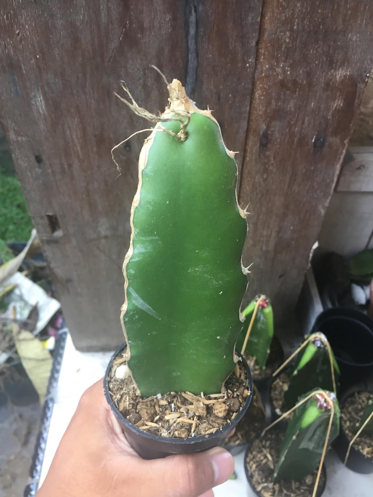 Tips Memilih Buah Naga yang Bagus untuk Grafting Four