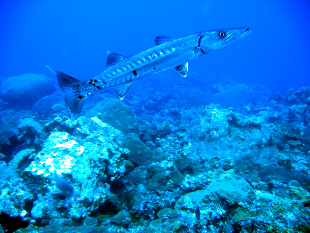 roberto bruce: Latest Barracuda Fish Wallpapers Download For Free