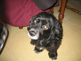 My little shadow -- Casey