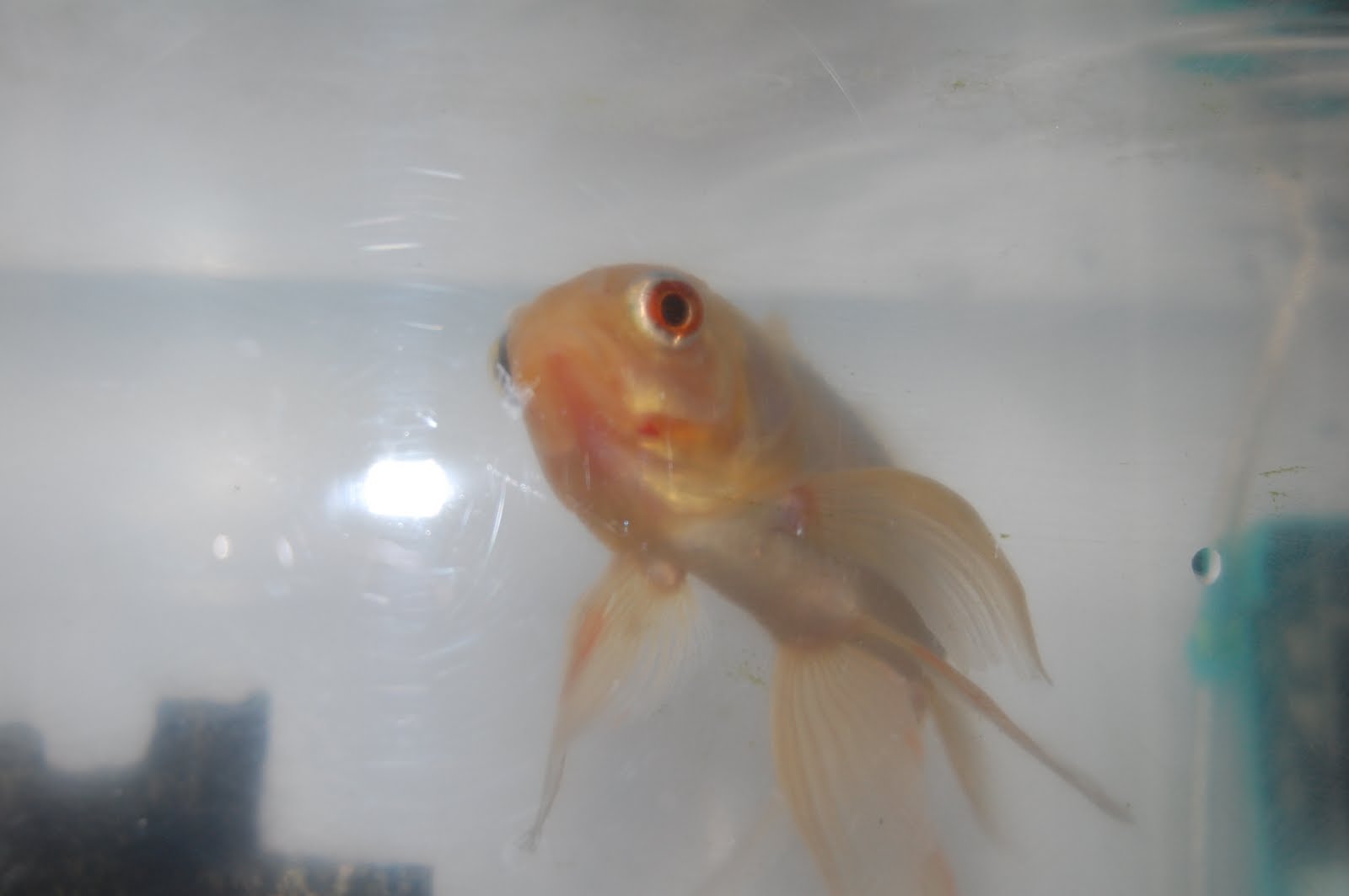 Are we arguing?: My stupid goldfish