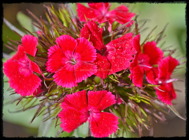 Green Grass, Red Flower,  Natural, Red Flowers, 