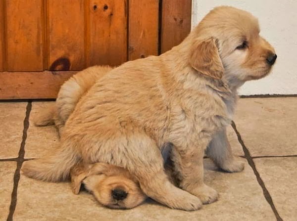 Cute dogs - part 11 (50 pics), puppy sits on another puppy 