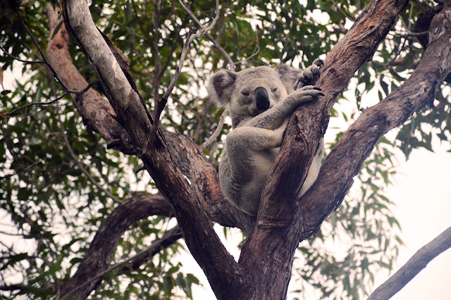 wild koala on magentic island