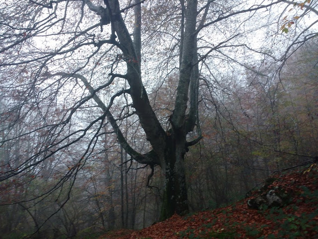 POR LA MONTAÑA ALAVESA SAN VITOR E ITXOGANA DESDE GAUNA.