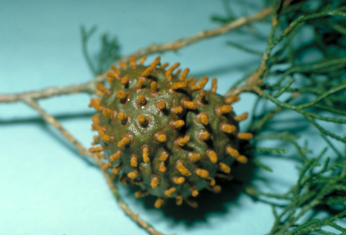 UK Diseases Of Fruit Crops Ornamentals Cedar Rusts Threaten Apple uk-diseases-of-fruit-crops-ornamentals-cedar-rusts-threaten-apple