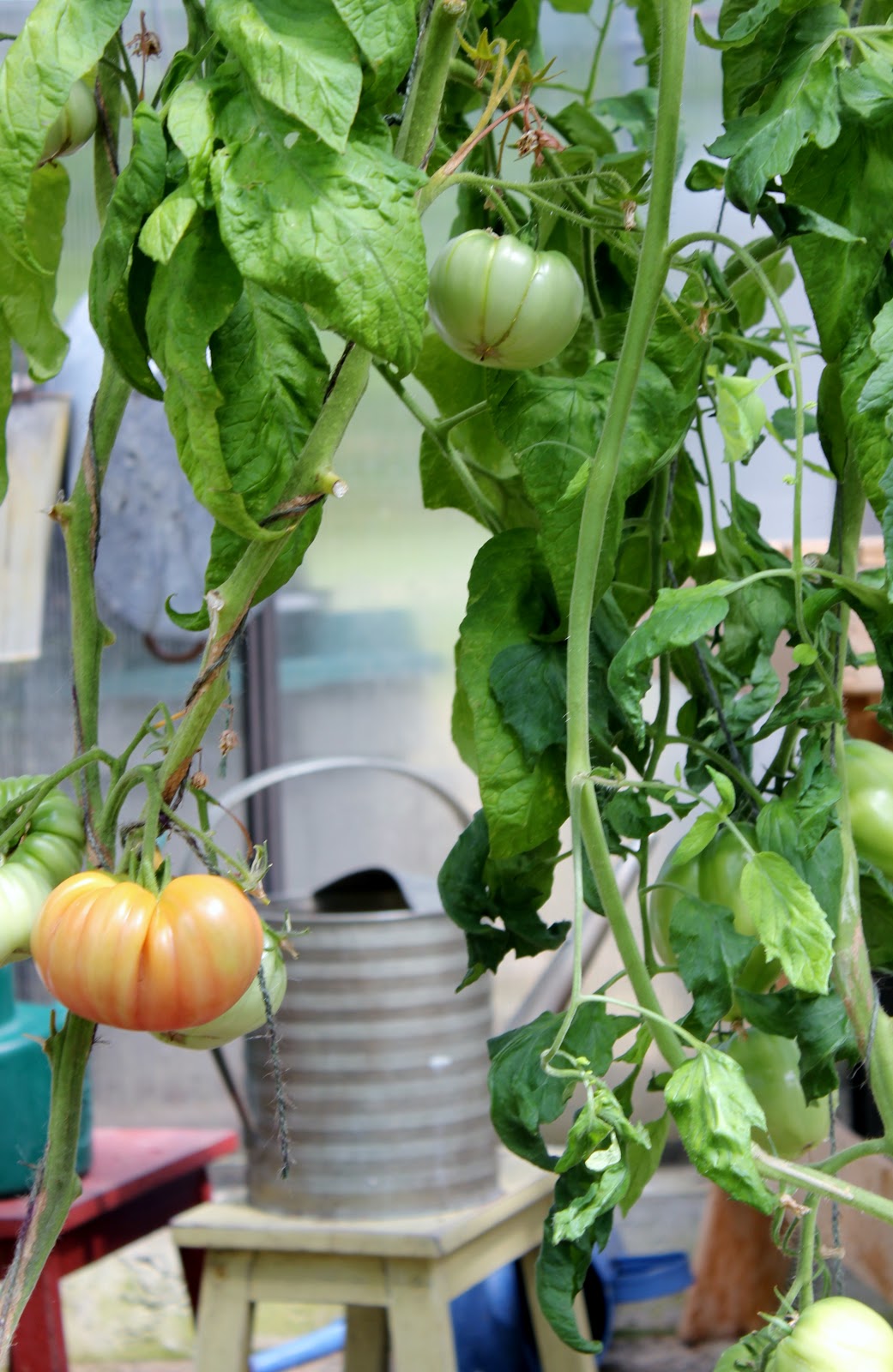 How to Grow Great Tomatoes and No Blight