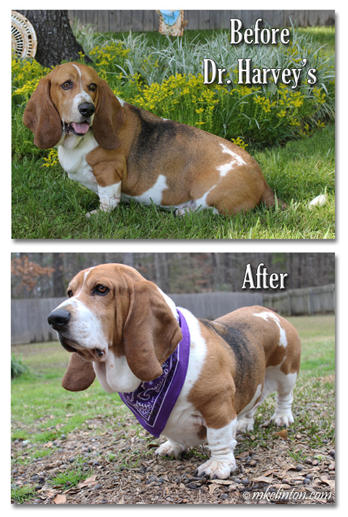 Bentley has lost weight and gained so much energy on Dr. Harvey's Veg-to-Bowl