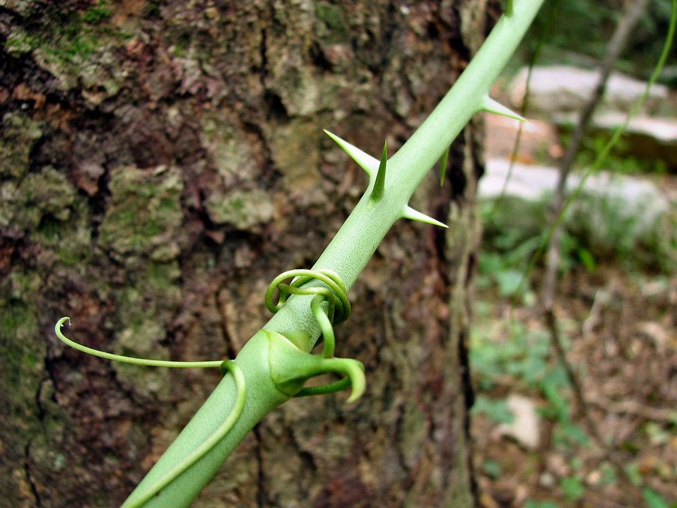 thorns vine weeds closeup won battle another yard august source