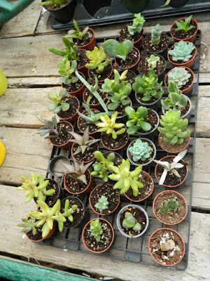 Sunnybrook McLean House greenhouse tray of succulents by garden muses-not another Toronto gardening blog